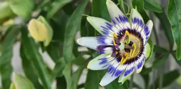Planta do gênero passiflora em destaque, mostrando suas cores brancas, roxas e amarelas.