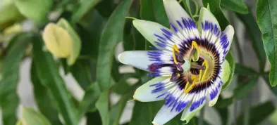 Planta do gênero passiflora em destaque, mostrando suas cores brancas, roxas e amarelas.