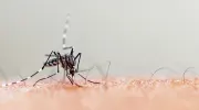 Imagem da notícia Suspeita de dengue? Descubra como aliviar os sintomas de forma segura