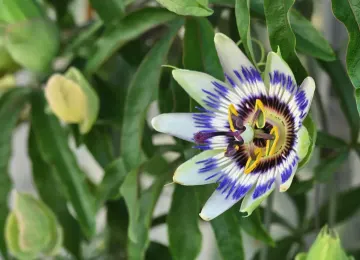 Passiflora: para que serve, evidências, efeitos e como usar